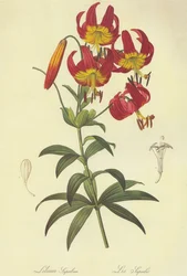 Lilium superbum Lithografie